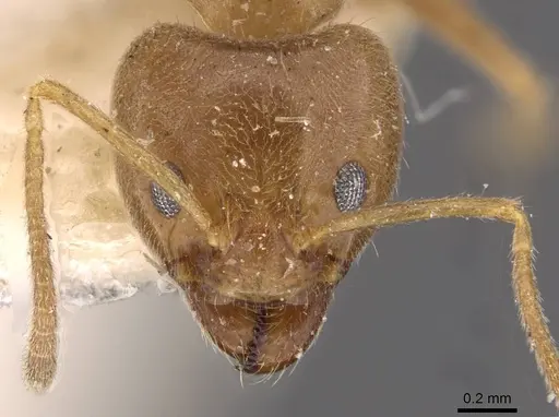 Philidris cordata - CASENT0909513