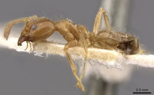 Philidris cordata - CASENT0909513