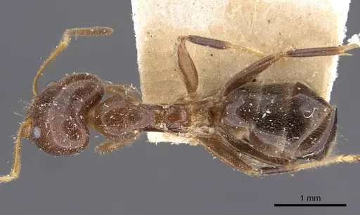 Philidris cordata - CASENT0909514