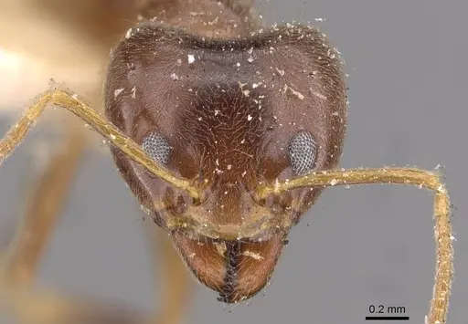 Philidris cordata - CASENT0909514