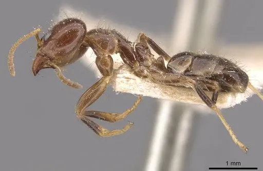 Philidris cordata - CASENT0909514