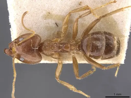 Philidris cordata - CASENT0909515