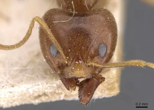 Philidris cordata - CASENT0909515