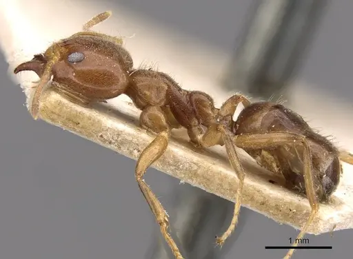 Philidris cordata - CASENT0909515