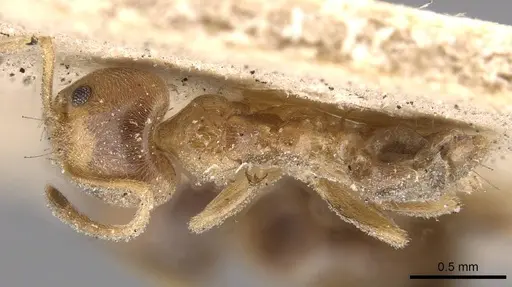 Philidris cordata - CASENT0909549