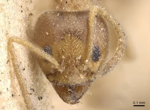 Philidris cordata - CASENT0909549