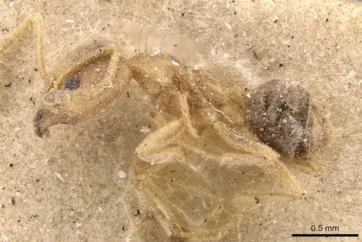 Philidris cordata - CASENT0909549