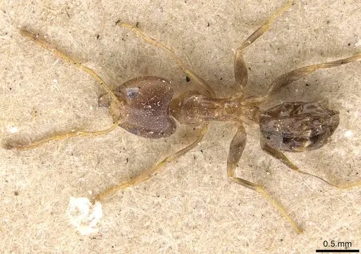 Philidris cordata - CASENT0909551