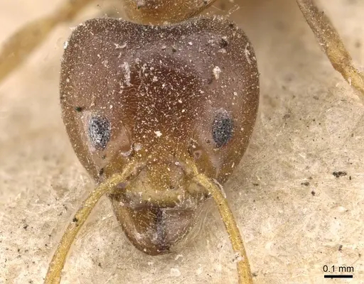 Philidris cordata - CASENT0909551