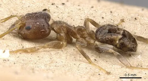 Philidris cordata - CASENT0909551