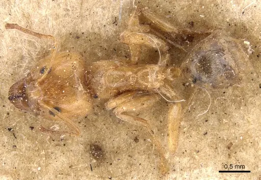 Philidris cruda specimen