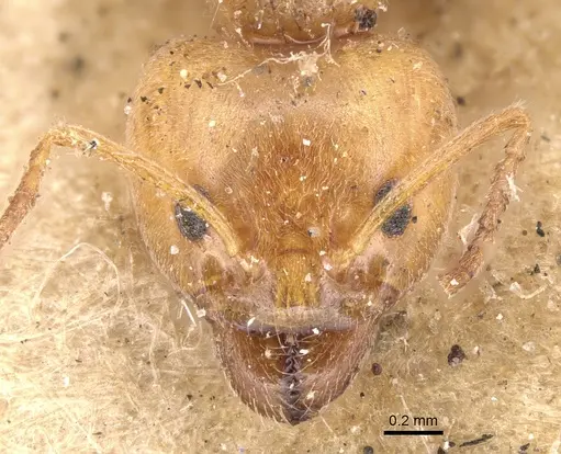 Philidris cruda specimen