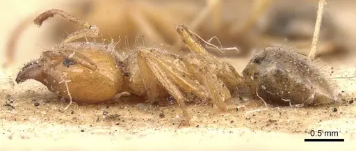 Philidris cruda specimen