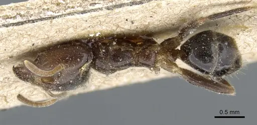 Philidris laevigata specimen