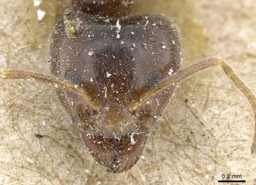 Philidris laevigata specimen