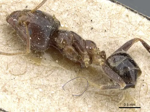 Philidris laevigata specimen