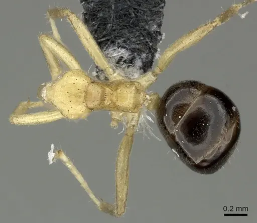 Philidris myrmecodiae specimen