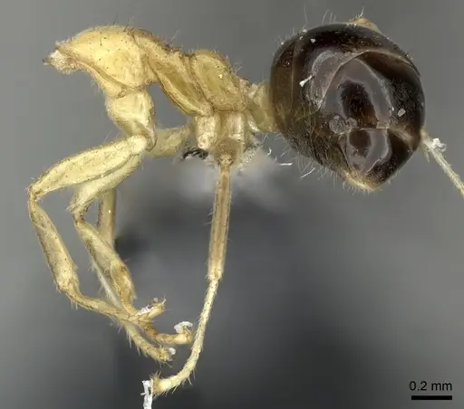 Philidris myrmecodiae specimen