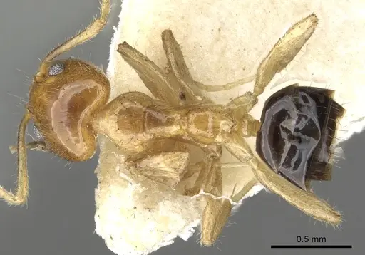 Philidris myrmecodiae - CASENT0903000