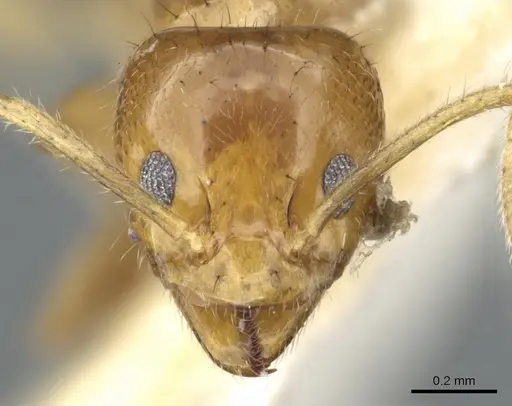 Philidris myrmecodiae - CASENT0903000