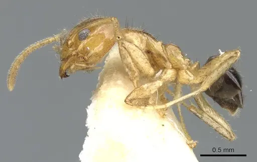 Philidris myrmecodiae - CASENT0903000
