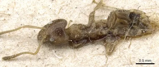 Philidris myrmecodiae - CASENT0905058