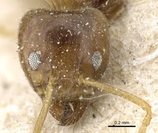 Philidris myrmecodiae - CASENT0905058