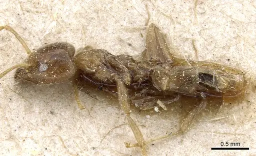 Philidris myrmecodiae - CASENT0905058