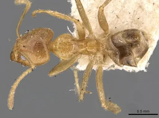 Philidris myrmecodiae - CASENT0909550