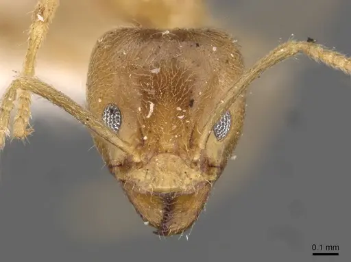 Philidris myrmecodiae - CASENT0909550