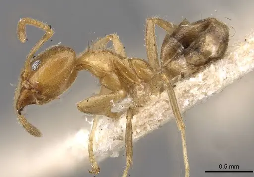 Philidris myrmecodiae - CASENT0909550