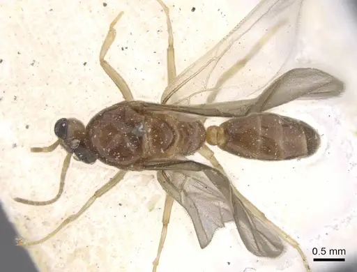 Philidris myrmecodiae - CASENT0911567