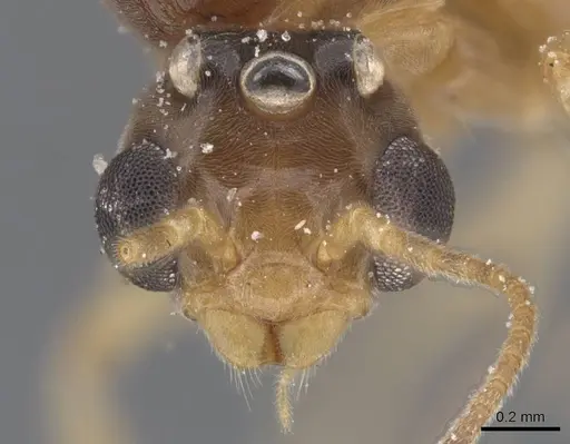 Philidris myrmecodiae - CASENT0911567