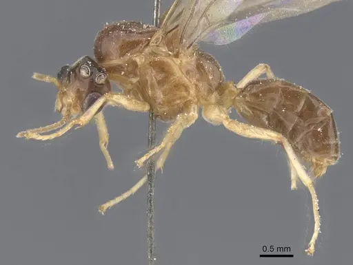 Philidris myrmecodiae - CASENT0911567