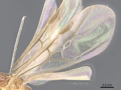 Philidris myrmecodiae - CASENT0911567