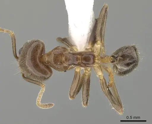 Philidris myrmecodiae - CASENT0919859