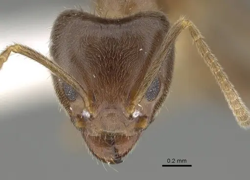 Philidris myrmecodiae - CASENT0919859
