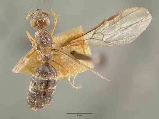 Philidris pubescens specimen