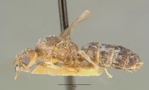 Philidris pubescens specimen