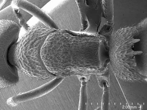 Phrynoponera pulchella specimen