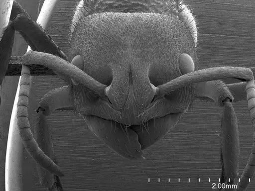 Phrynoponera pulchella specimen