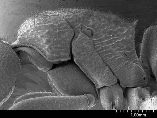 Phrynoponera pulchella specimen