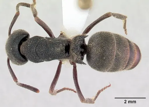 Phrynoponera pulchella - CASENT0178203