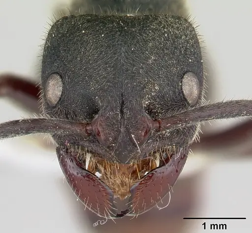 Phrynoponera pulchella - CASENT0178203