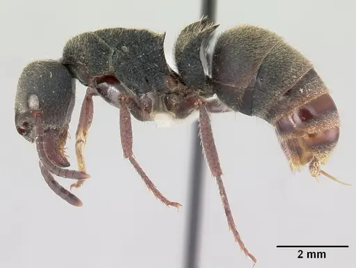 Phrynoponera pulchella - CASENT0178203