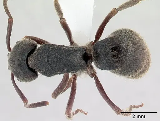 Phrynoponera pulchella - CASENT0178204