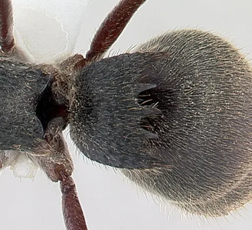 Phrynoponera pulchella - CASENT0178204