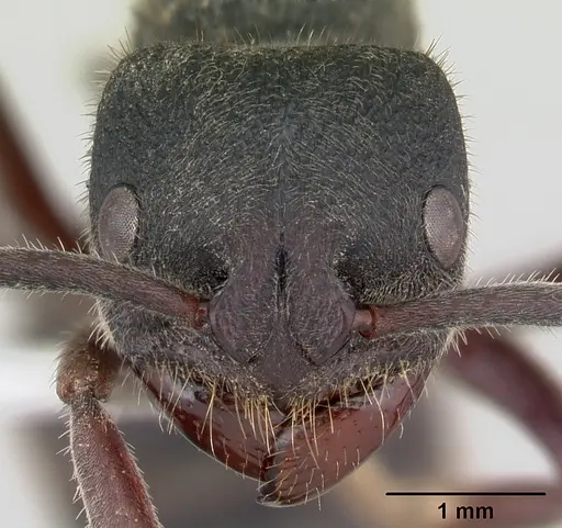 Phrynoponera pulchella - CASENT0178204