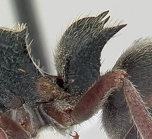 Phrynoponera pulchella - CASENT0178204