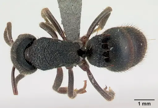 Phrynoponera pulchella - CASENT0217034